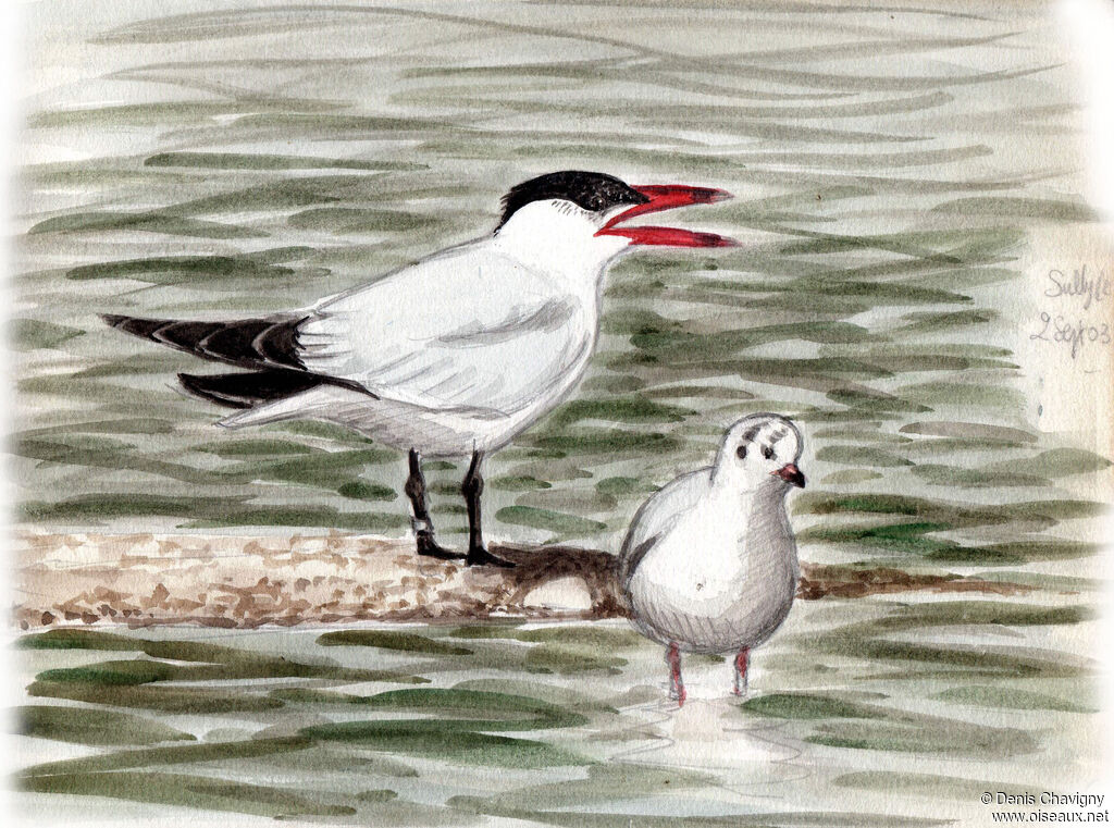 Caspian Tern, identification