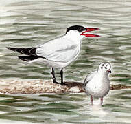 Caspian Tern