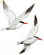 Caspian Tern