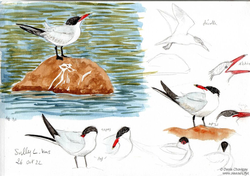 Caspian Tern