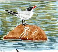 Caspian Tern