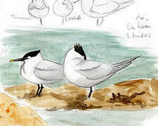 Sandwich Tern