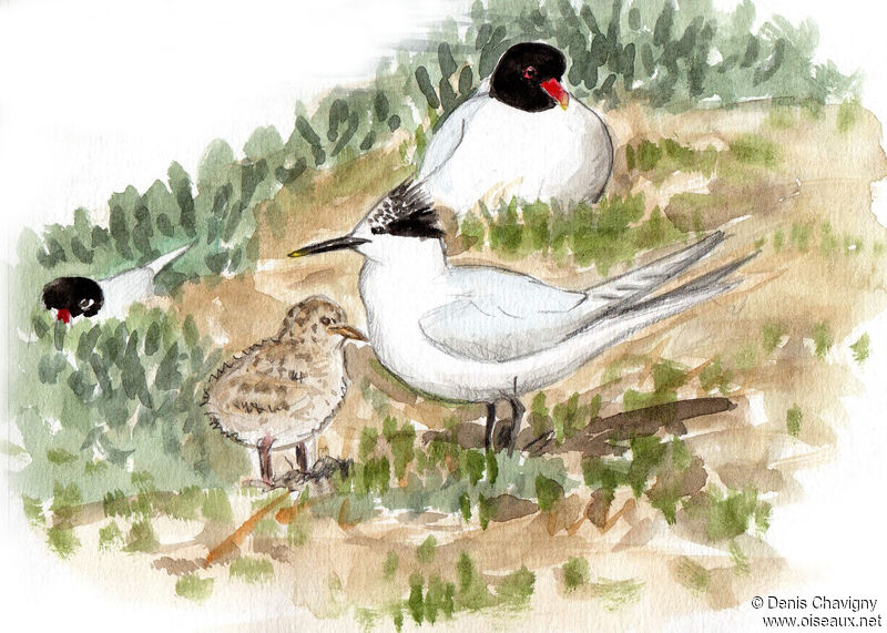 Sandwich Tern, Reproduction-nesting