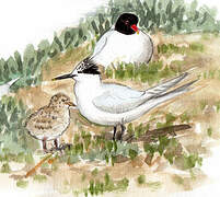 Sandwich Tern