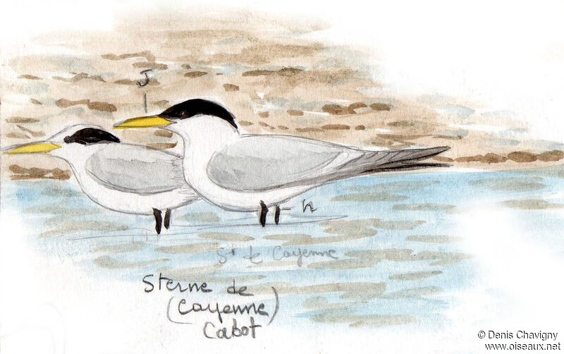 Cabot's Tern (eurygnathus), habitat