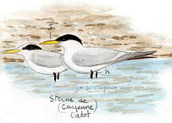 Cabot's Tern (eurygnathus)