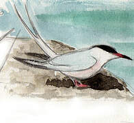 Roseate Tern