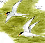 River Tern