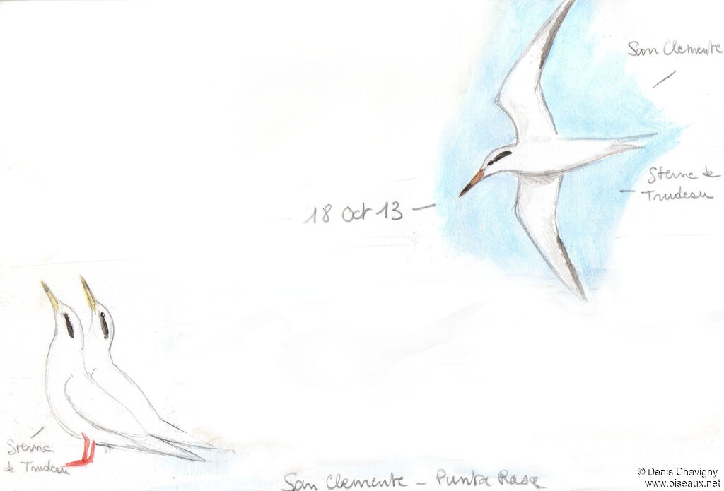 Snowy-crowned Tern, Flight