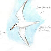 Snowy-crowned Tern