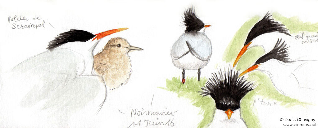 Elegant Tern male adult, Reproduction-nesting