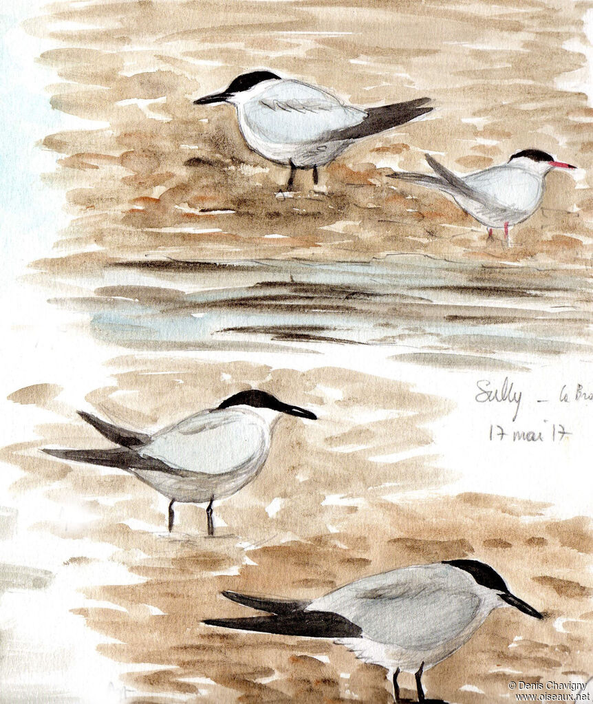 Gull-billed Ternadult breeding, habitat