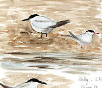 Gull-billed Tern