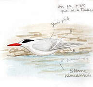 South American Tern