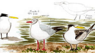 Greater Crested Tern