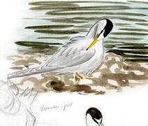 Little Tern