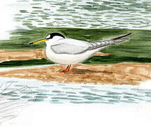 Little Tern