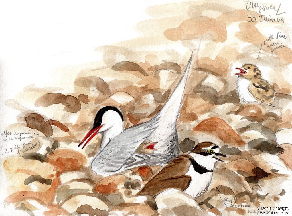 Common Tern, habitat, Reproduction-nesting