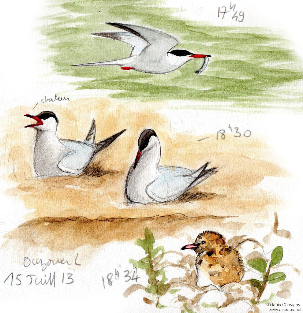 Common Tern, Reproduction-nesting