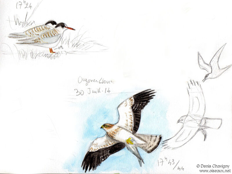 Common Tern, habitat