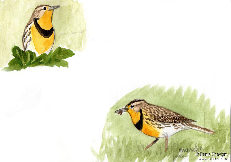 Eastern Meadowlarkadult breeding, habitat, eats
