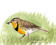 Eastern Meadowlark