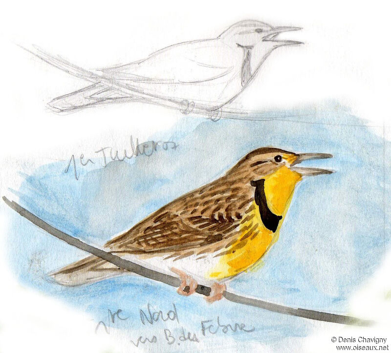 Eastern Meadowlark male adult, identification, song