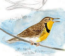 Eastern Meadowlark