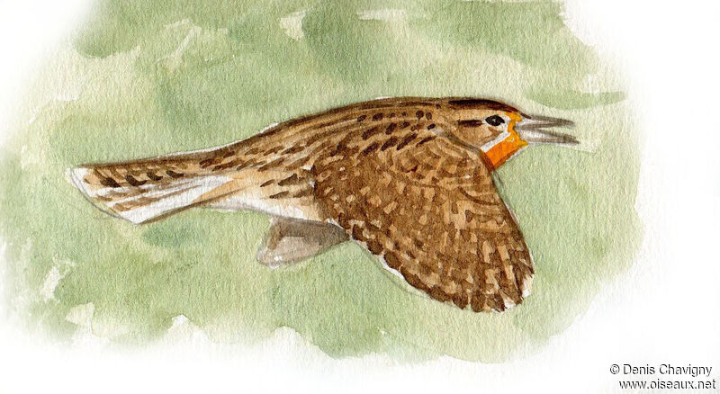 Eastern Meadowlark male adult, Flight, song