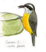 Bananaquit