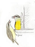 Bananaquit