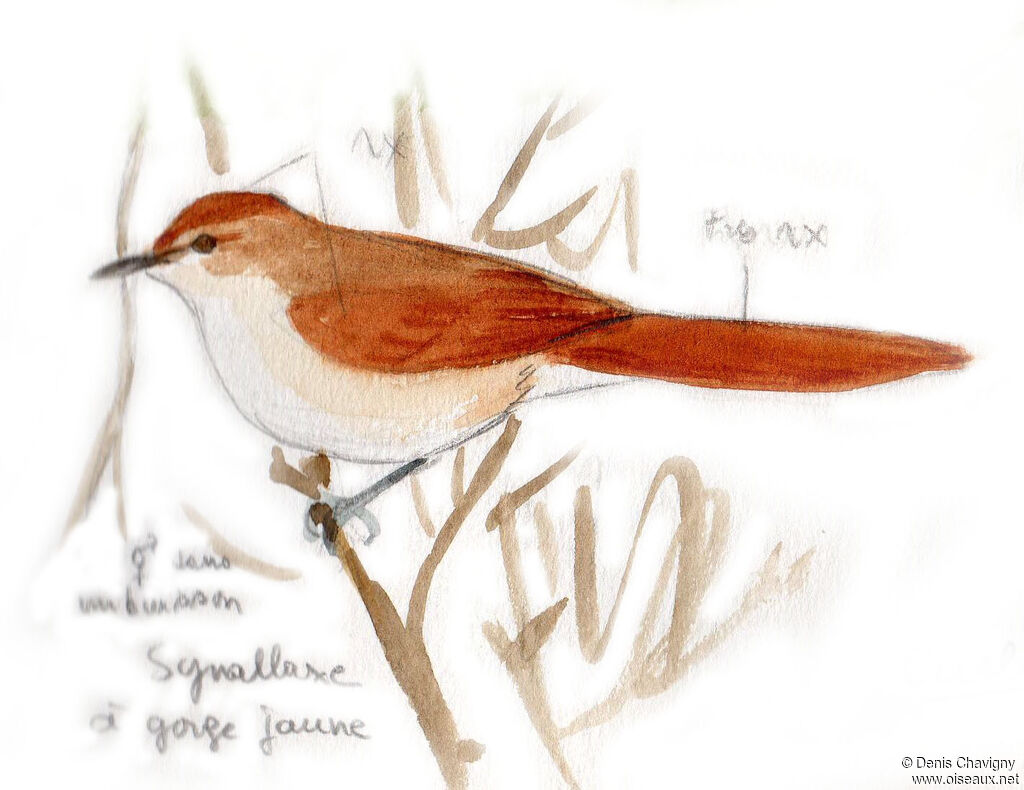 Yellow-chinned Spinetail, habitat