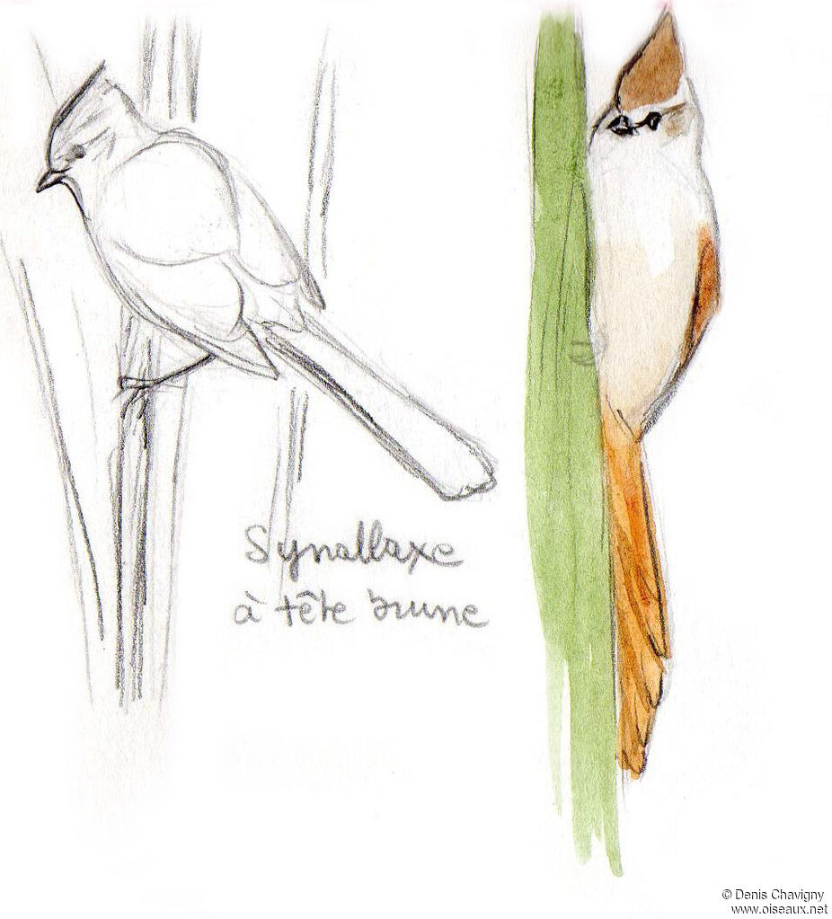 Brown-capped Tit-Spinetailadult, habitat