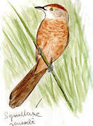 Freckle-breasted Thornbird