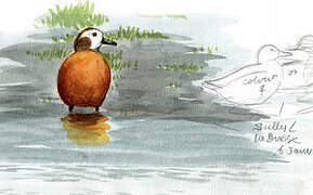 South African Shelduck