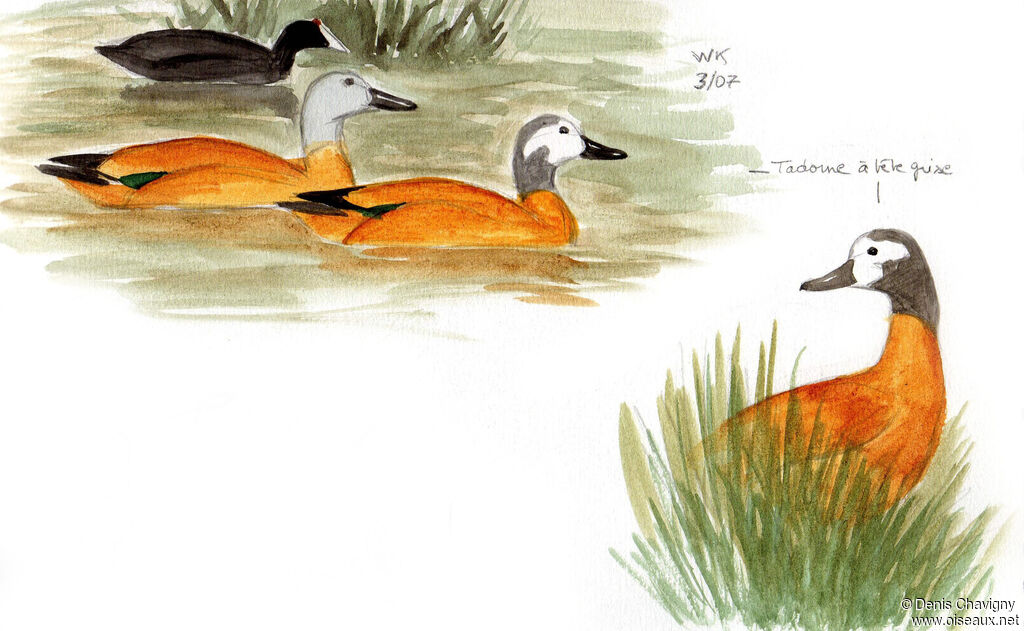 South African Shelduckadult breeding, habitat