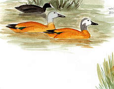 South African Shelduck