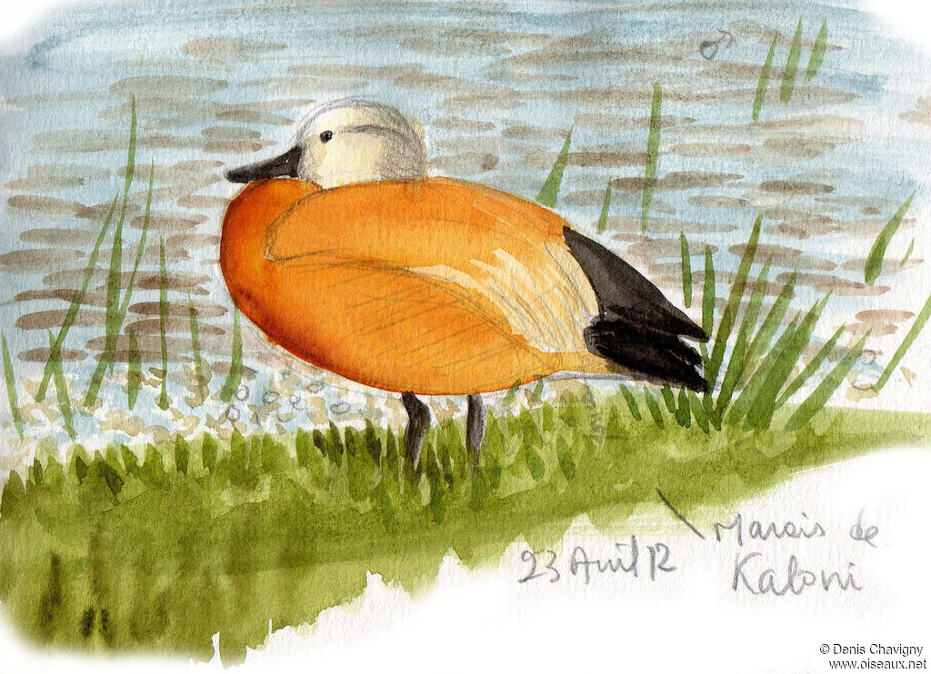 Ruddy Shelduck male adult breeding, identification