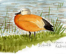 Ruddy Shelduck