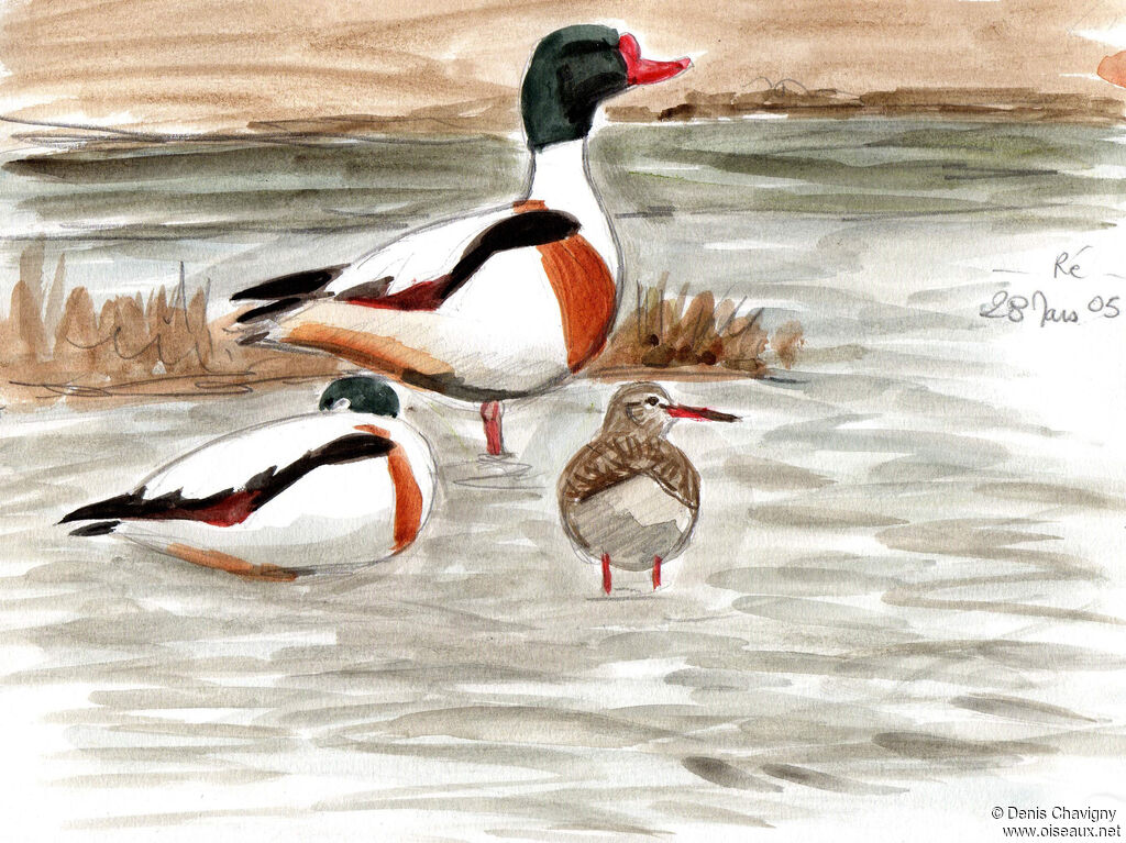 Common Shelduckadult breeding, habitat