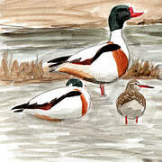 Common Shelduck