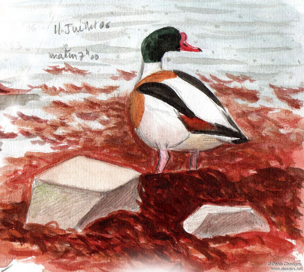 Common Shelduck male adult, habitat