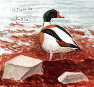 Common Shelduck