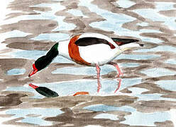 Common Shelduck