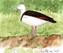 Radjah Shelduck