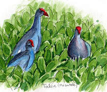 Grey-headed Swamphen