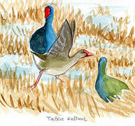 African Swamphen