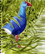 Western Swamphen