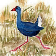 Western Swamphen