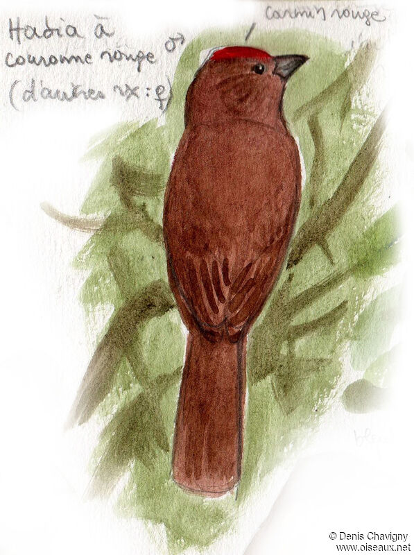 Tangara à couronne rouge mâle, identification